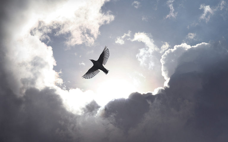 She Grew Wings